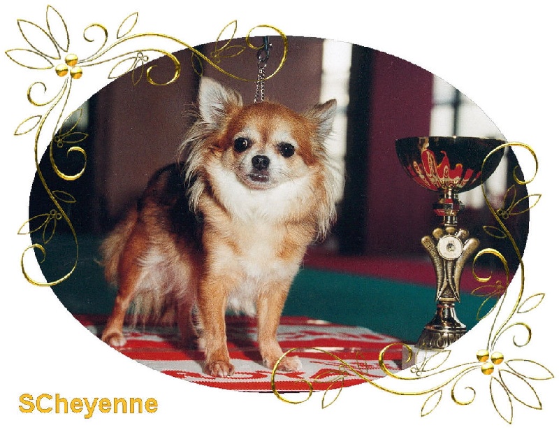 Les Chihuahua de l'affixe Souvenir Cheyenne