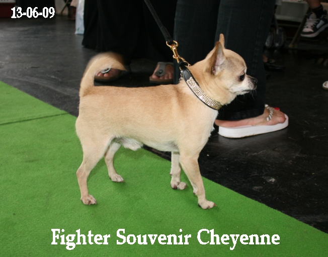 Fighter Souvenir Cheyenne