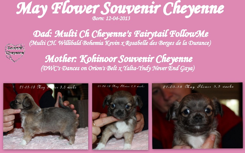 May-flower Souvenir Cheyenne