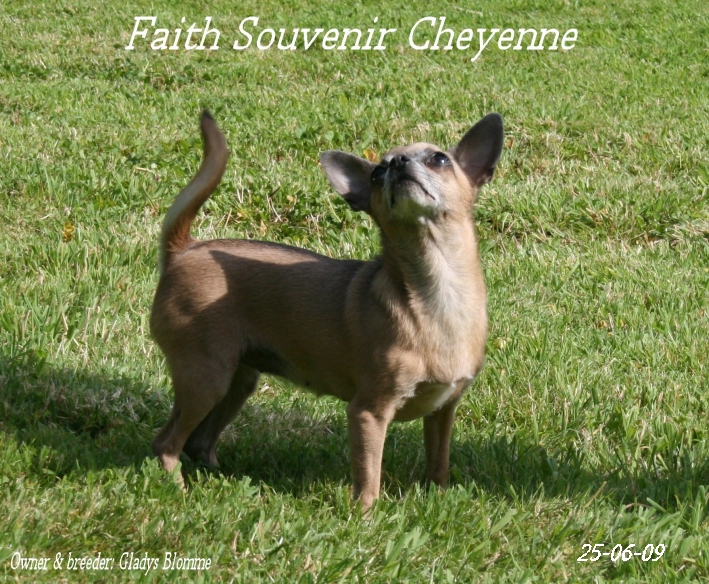 Faith Souvenir Cheyenne