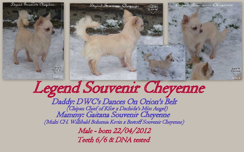 Legend Souvenir Cheyenne