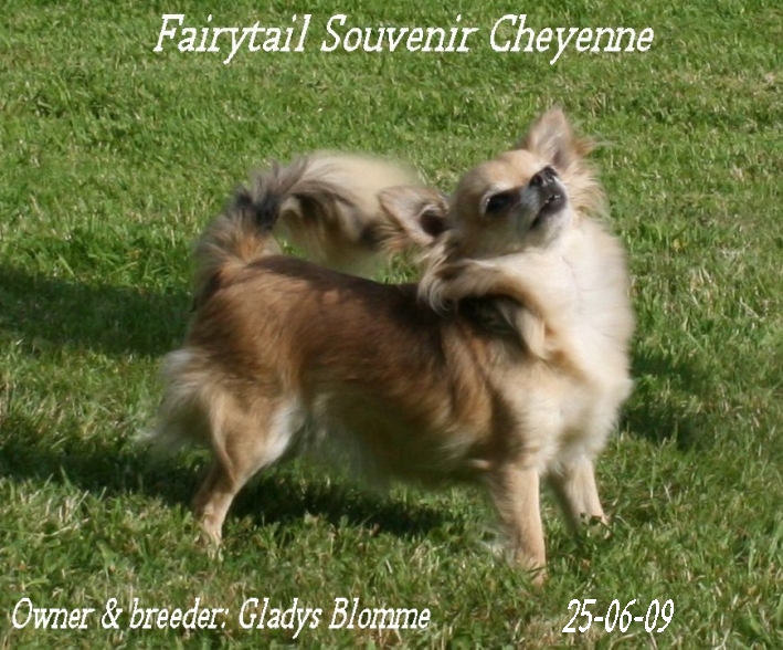 CH. Fairytail Souvenir Cheyenne