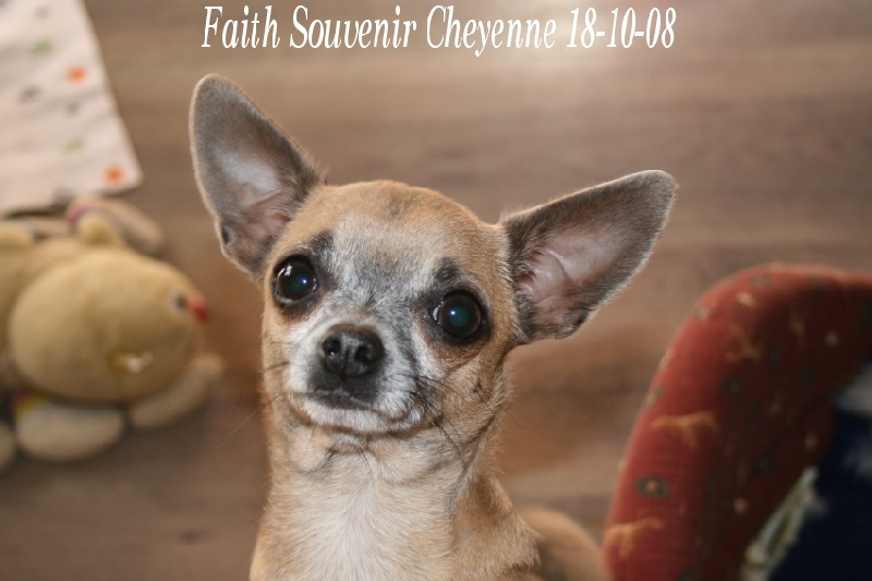 Faith Souvenir Cheyenne