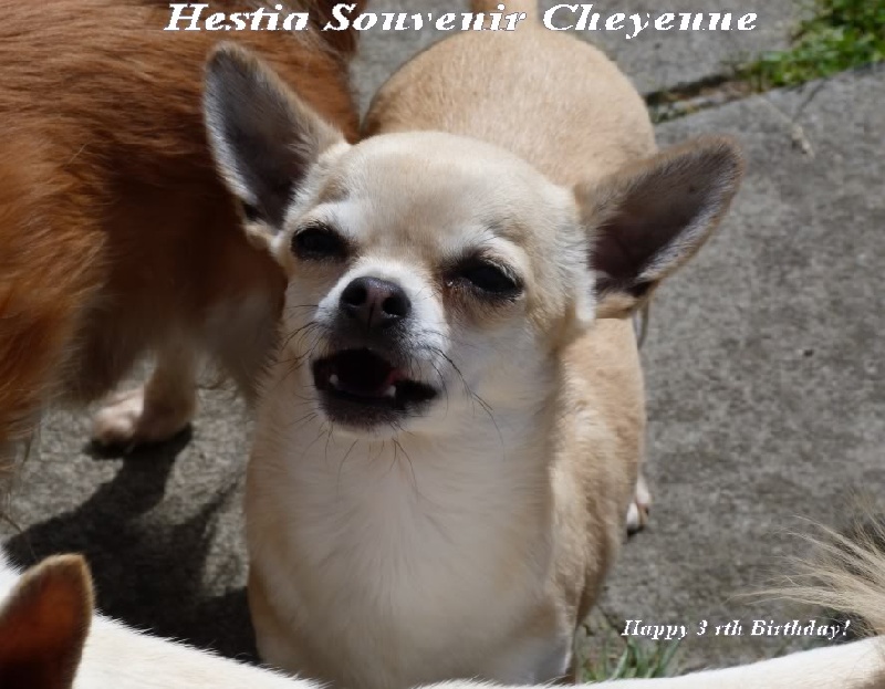 CH. Hestia Souvenir Cheyenne