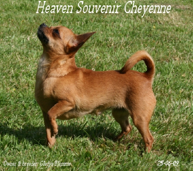 Heaven Souvenir Cheyenne