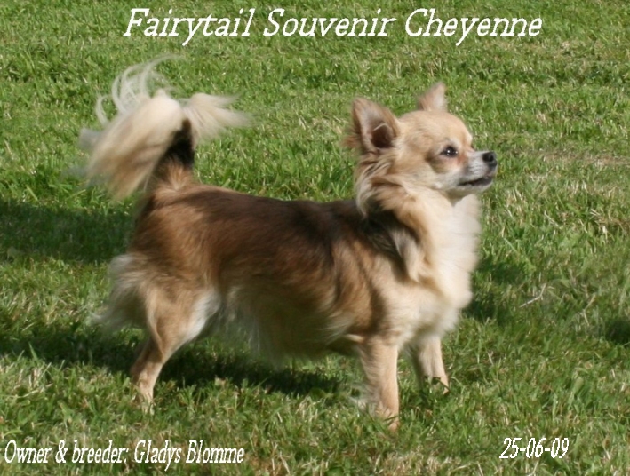 CH. Fairytail Souvenir Cheyenne