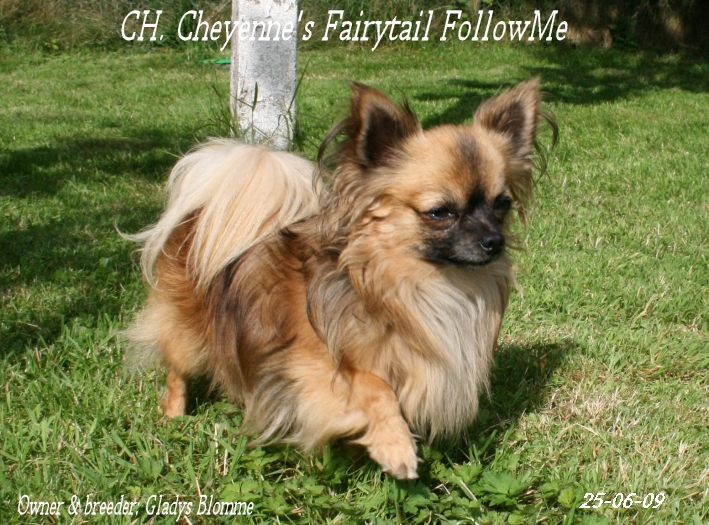 CH. cheyenne's fairytail Followme