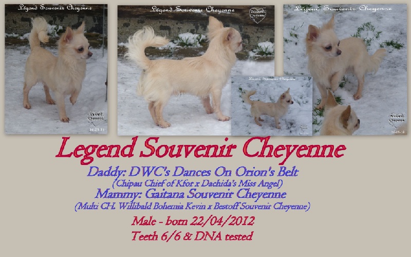 Legend Souvenir Cheyenne