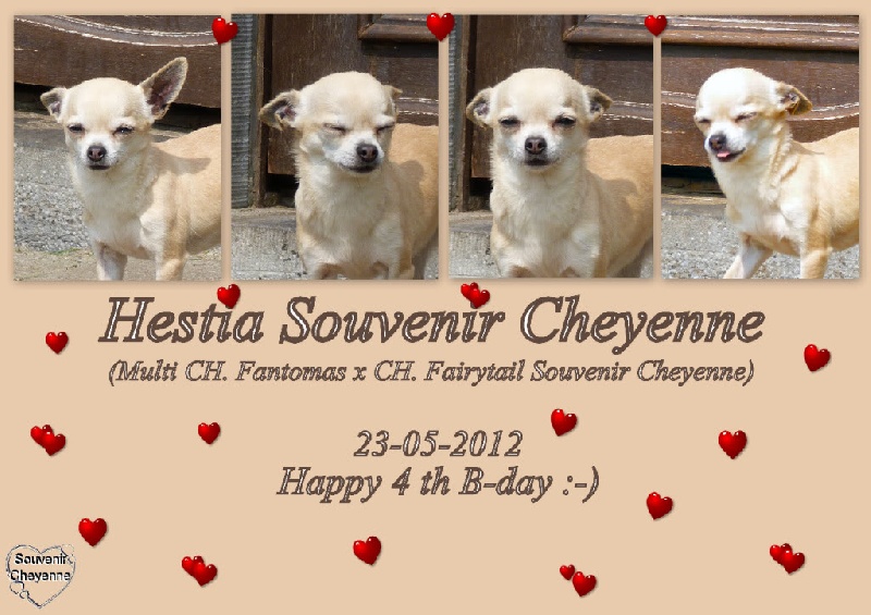 CH. Hestia Souvenir Cheyenne