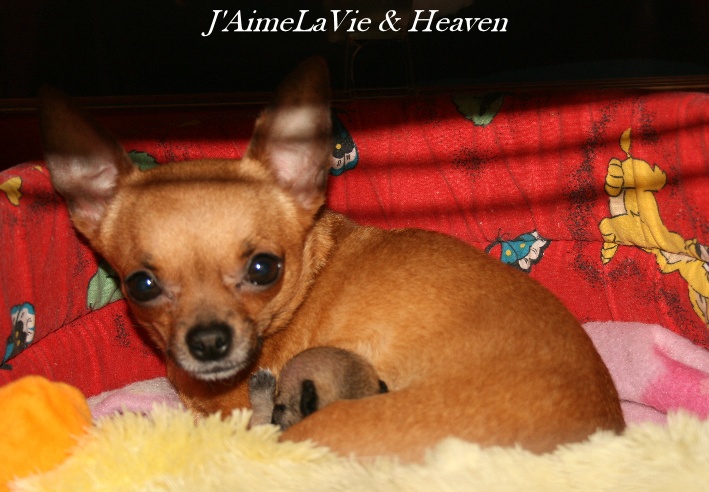 Souvenir Cheyenne - Chihuahua - Portée née le 04/03/2010