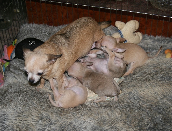 Souvenir Cheyenne - Chihuahua - Portée née le 06/12/2009