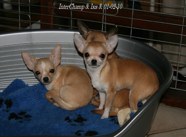 Souvenir Cheyenne - Chihuahua - Portée née le 09/09/2009