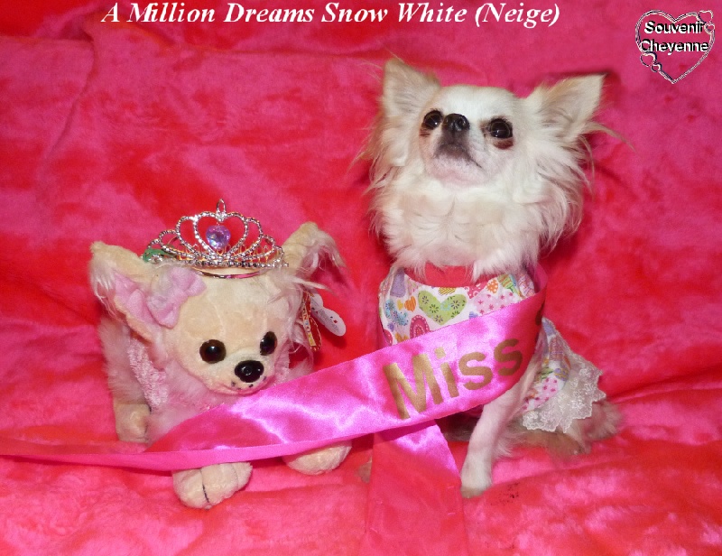 CH. a million dreams Snow white