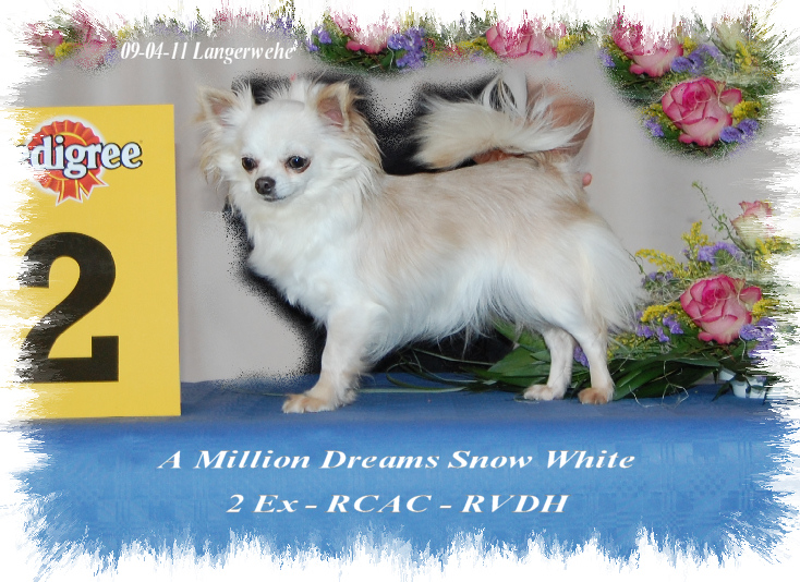 CH. a million dreams Snow white
