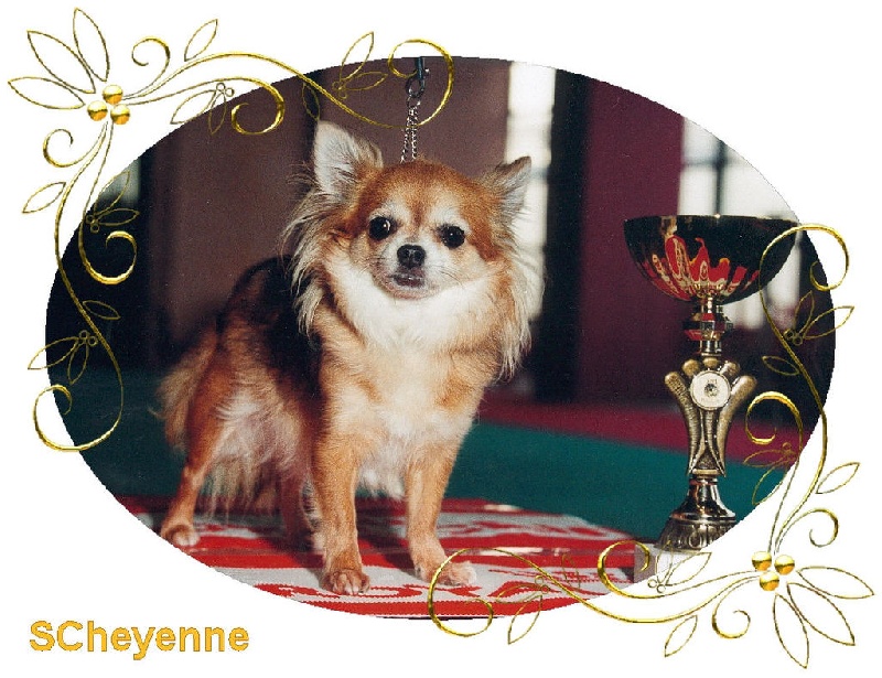 CH. Scheyenne (Sans Affixe)