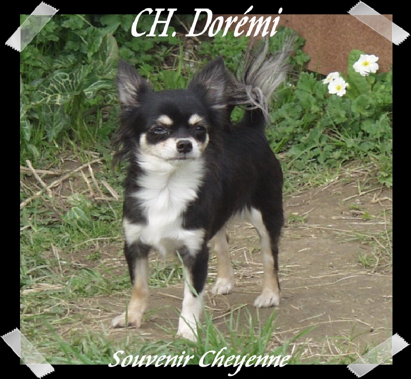 CH. Dorémi Souvenir Cheyenne