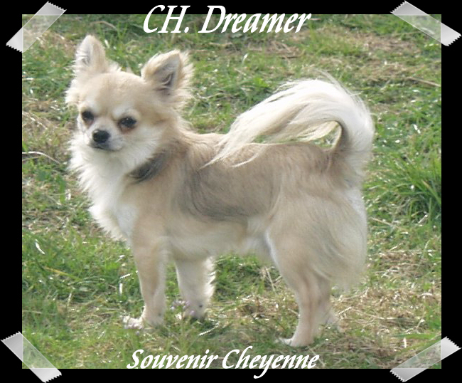 CH. Dreamer Souvenir Cheyenne