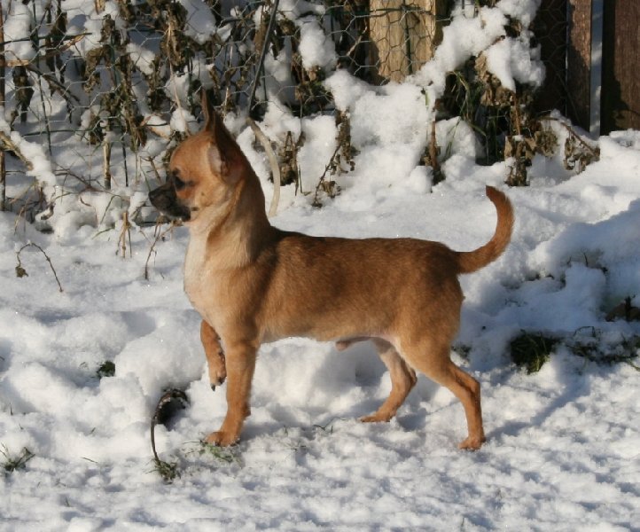 Huanca Souvenir Cheyenne