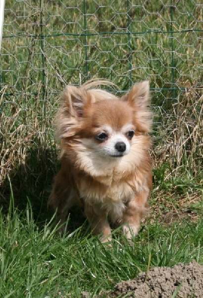 Europe Souvenir Cheyenne