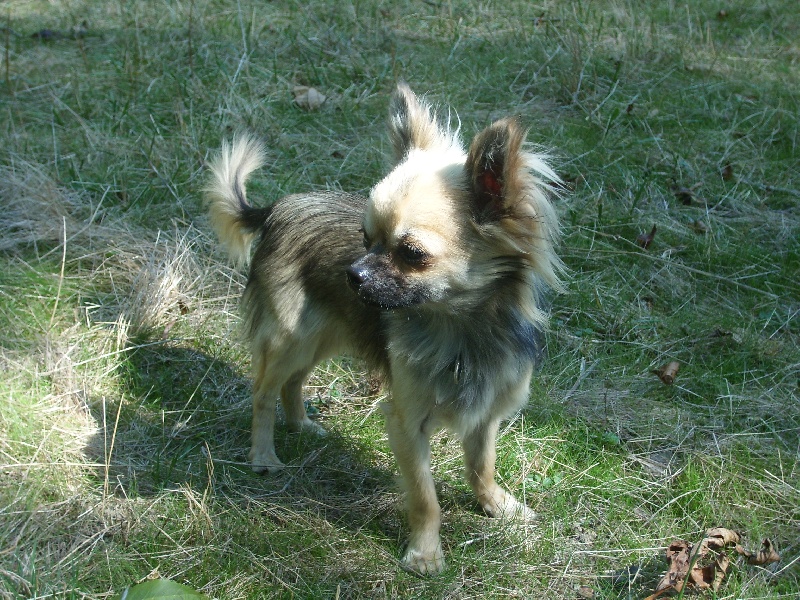 Gainsbourg Souvenir Cheyenne