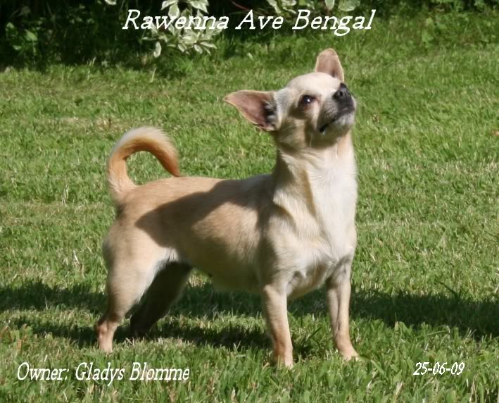 Rawenna ave bengal