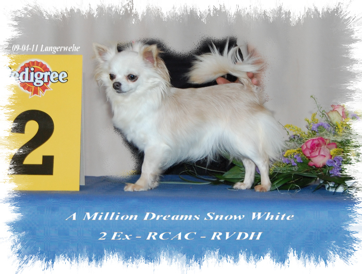 CH. a million dreams Snow white