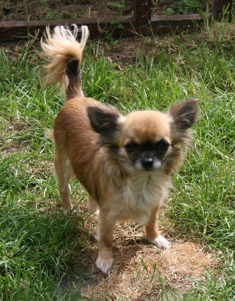 Elunirvelli Souvenir Cheyenne