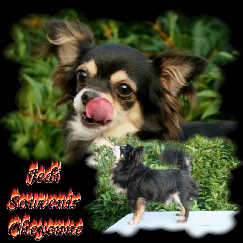 Jedi Souvenir Cheyenne