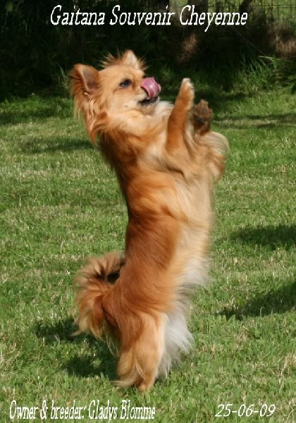 Gaitana Souvenir Cheyenne