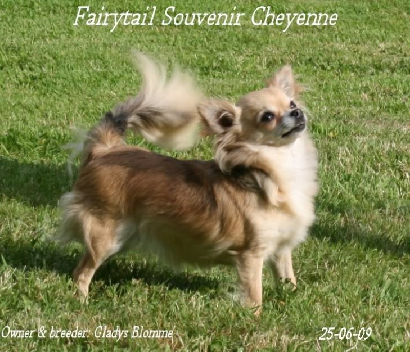 CH. Fairytail Souvenir Cheyenne