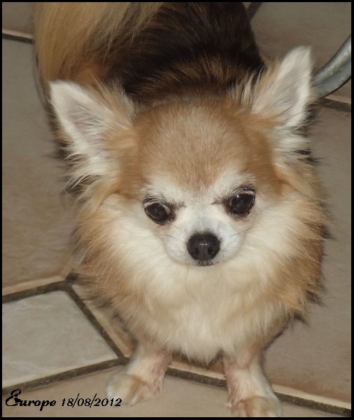 Europe Souvenir Cheyenne