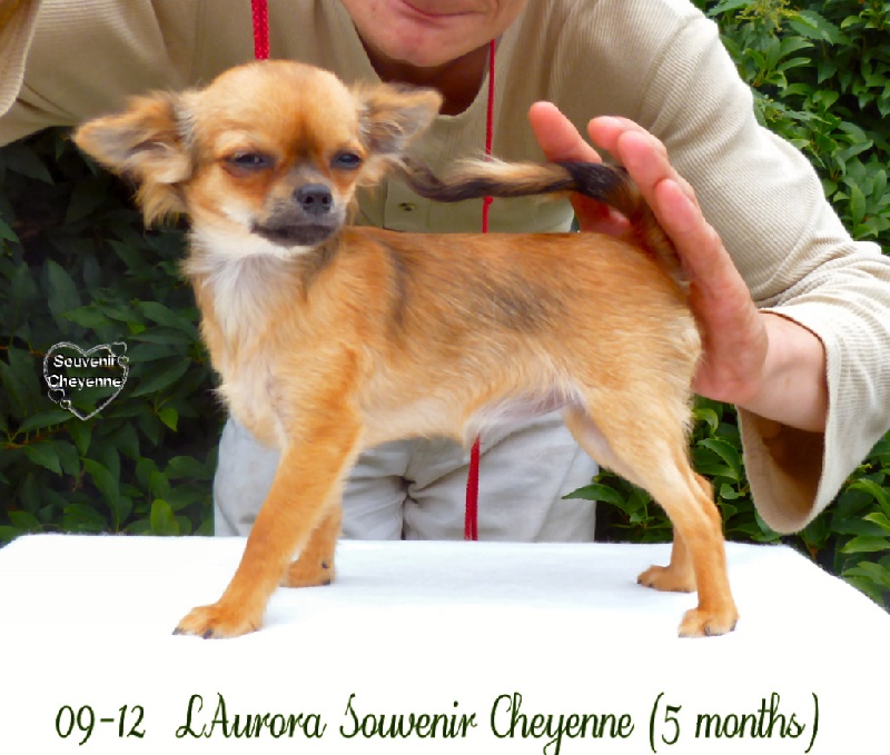 Laurora Souvenir Cheyenne