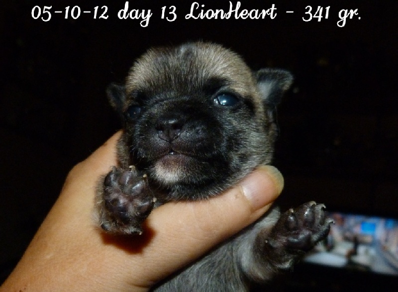 Lionheart Souvenir Cheyenne