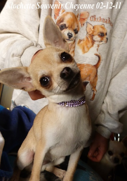 Klochette Souvenir Cheyenne