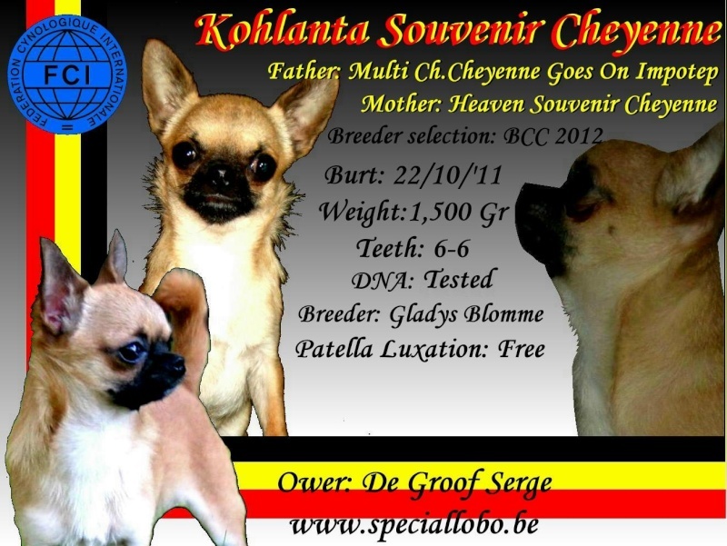 Kohlanta Souvenir Cheyenne