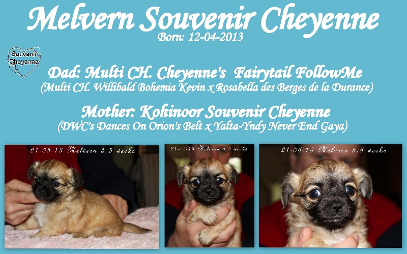 Melvern Souvenir Cheyenne