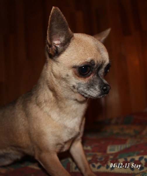 Jereste Souvenir Cheyenne