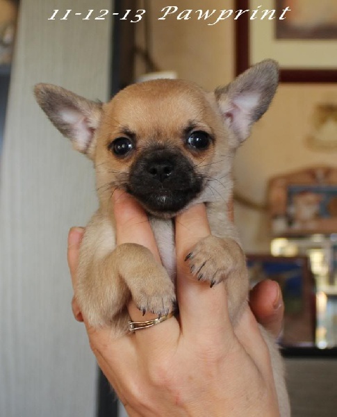 My little pawprint Souvenir Cheyenne