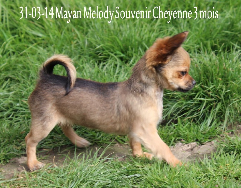 Mayan melody Souvenir Cheyenne