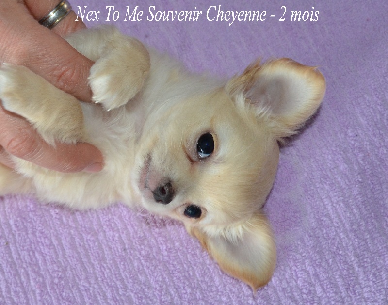 Next to me Souvenir Cheyenne
