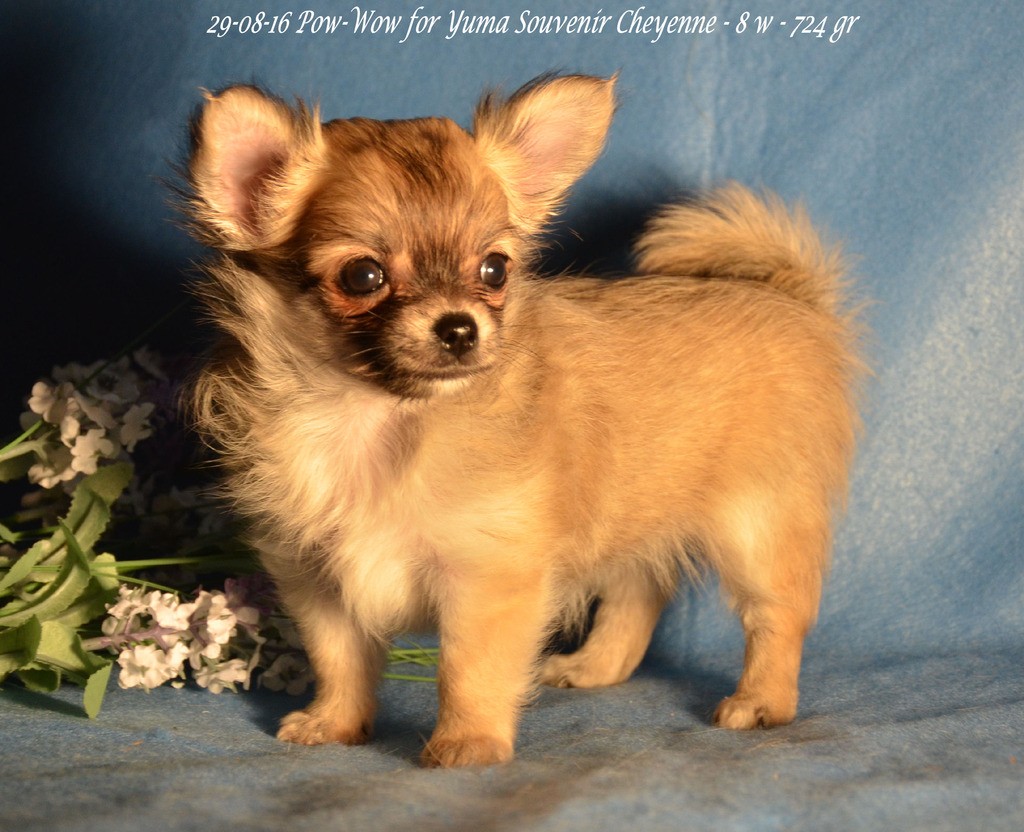 Pow wow for yuma Souvenir Cheyenne