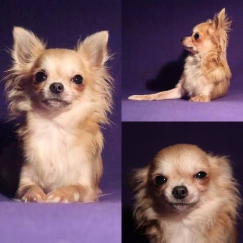 Pongo believe in my dreams Souvenir Cheyenne