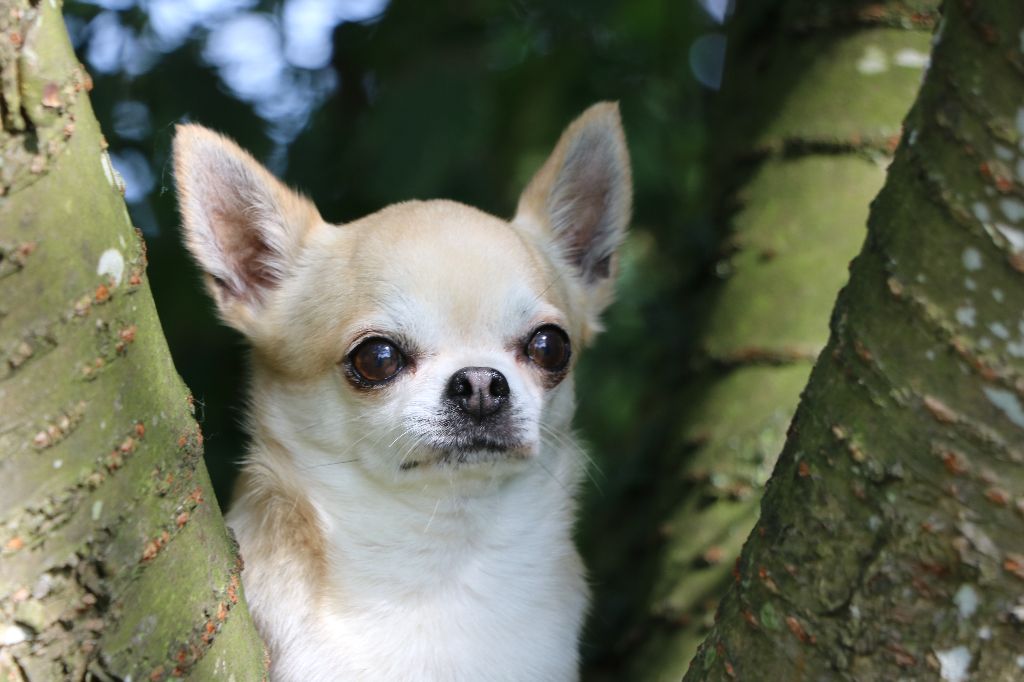 Ishiro Souvenir Cheyenne