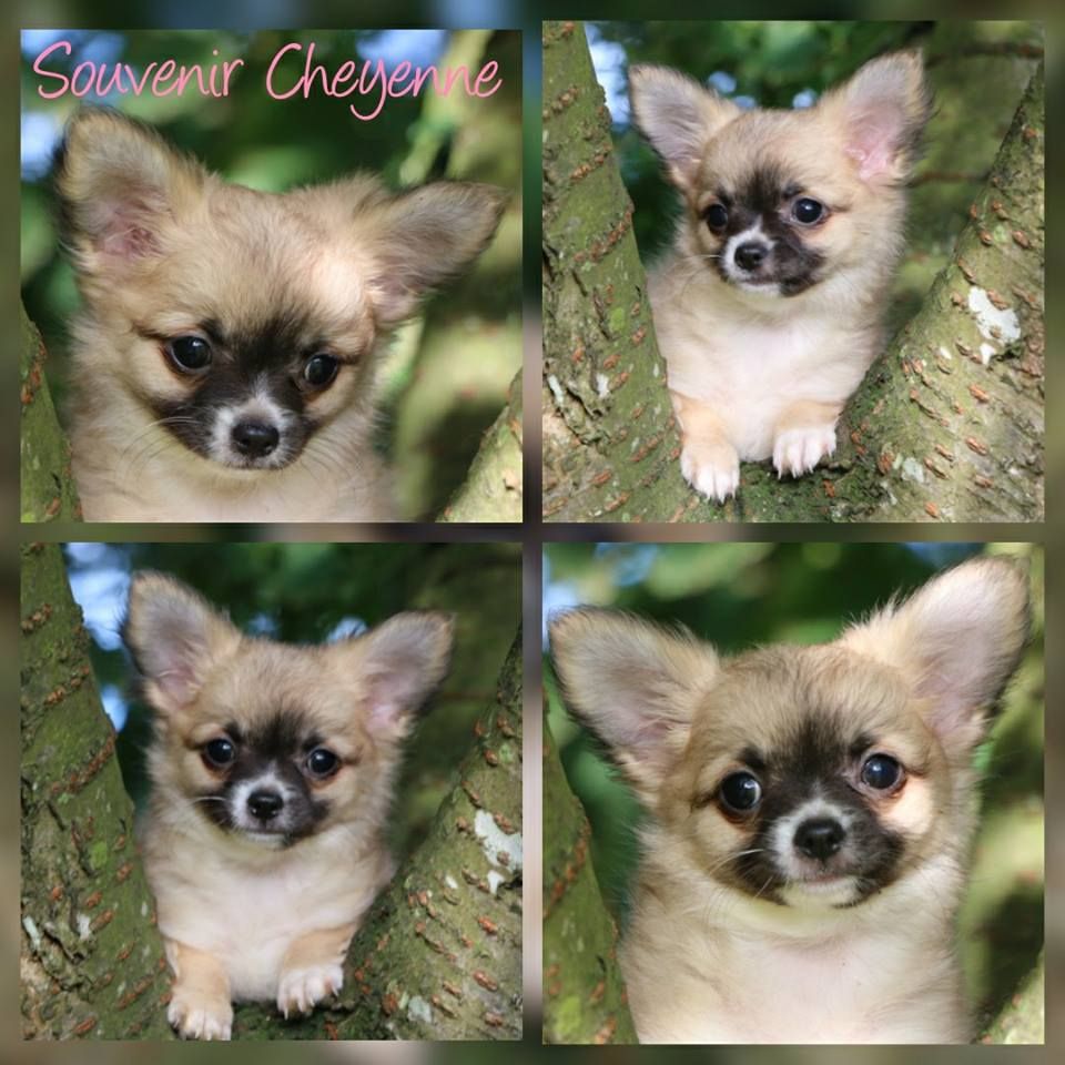 Qronicles of narnia ripitchip Souvenir Cheyenne