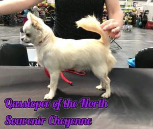Qasisiopee of thenorth Souvenir Cheyenne
